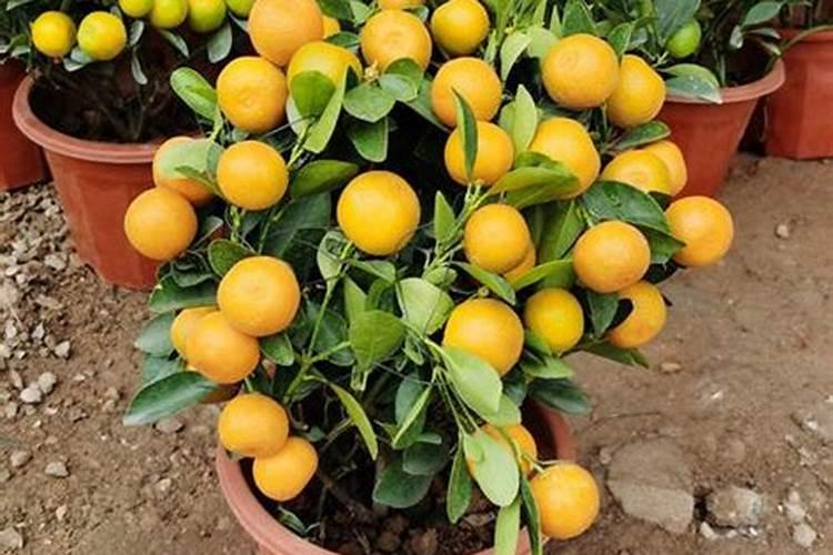 果树结果期追肥用什么肥料好？果树挂果期追肥用什么肥料好？