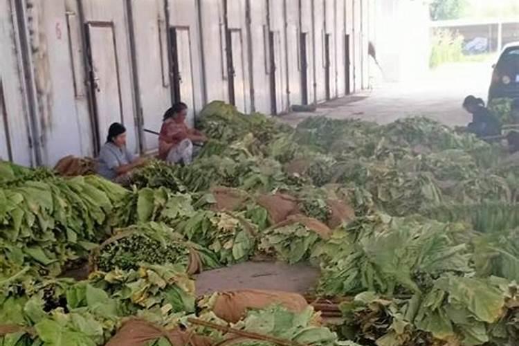 种植黄芪花荚期怎么施肥果大产量高？黄芪高产施肥管理建议