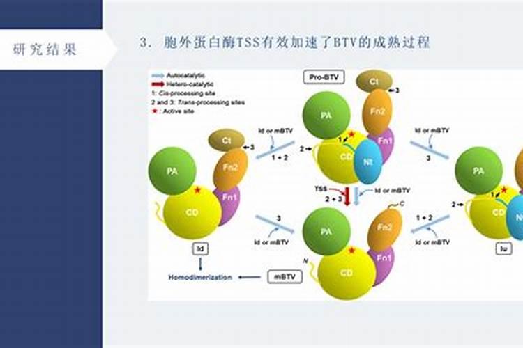 桃叶长了金黄斑边是什么原因如何补救