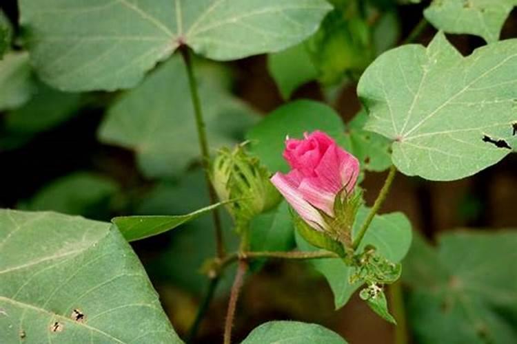 镁硫酸钾化肥什么时候用最好？