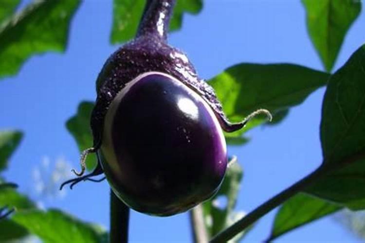 茄子如何管理才高产