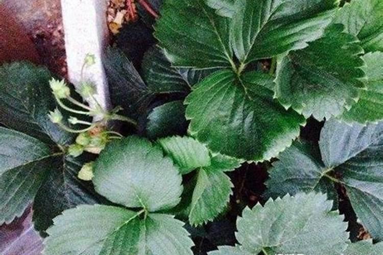 尿素是胺态氮肥吗