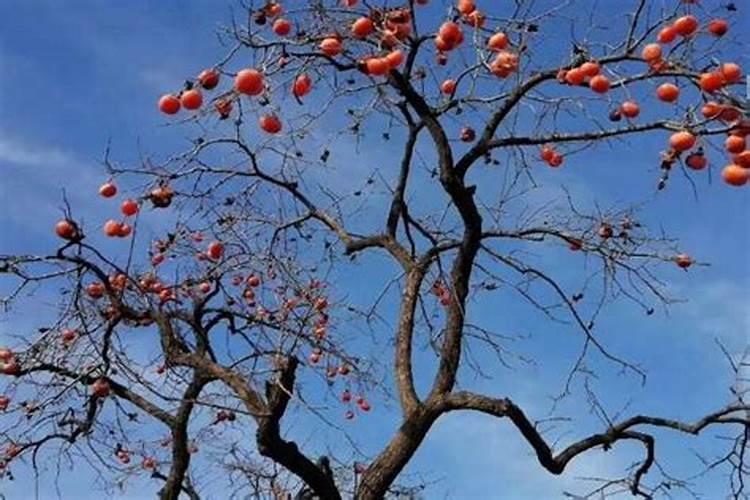 草莓苗期肥害该怎么解决 草莓怎么养殖