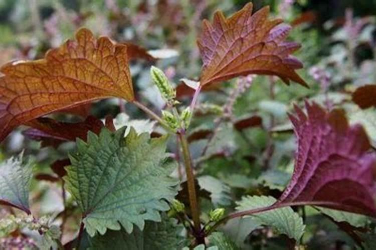 草莓可以用鱼蛋白冲施吗？