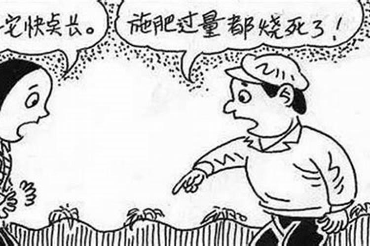 农家肥过多豆角根系变黄该怎么办？
