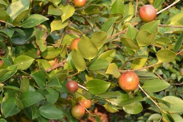 怎样种植油茶树油茶树怎么种植才是正确的？