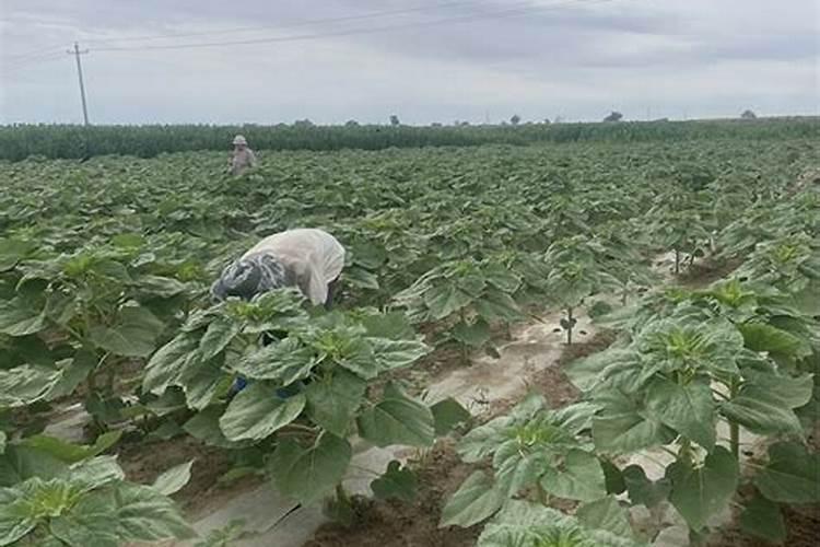 向日葵怎样种才高产