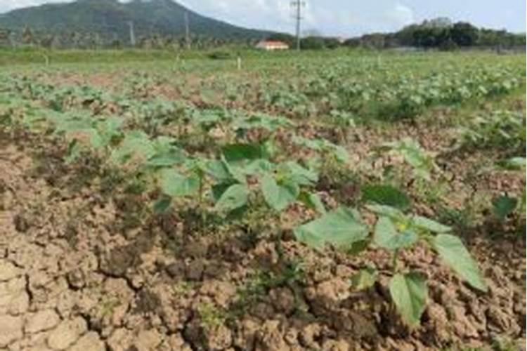 我地是盐减地种棉花用什么种子和肥料