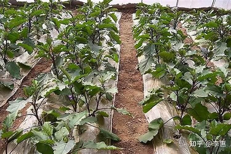 在种茄子时,掌握哪些保花保果技巧,产量高、品质佳？