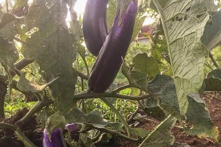 茄子什么时候种,茄子的播种方法