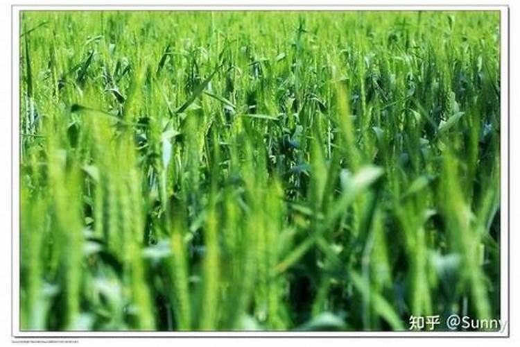 麦子施肥时间及方法