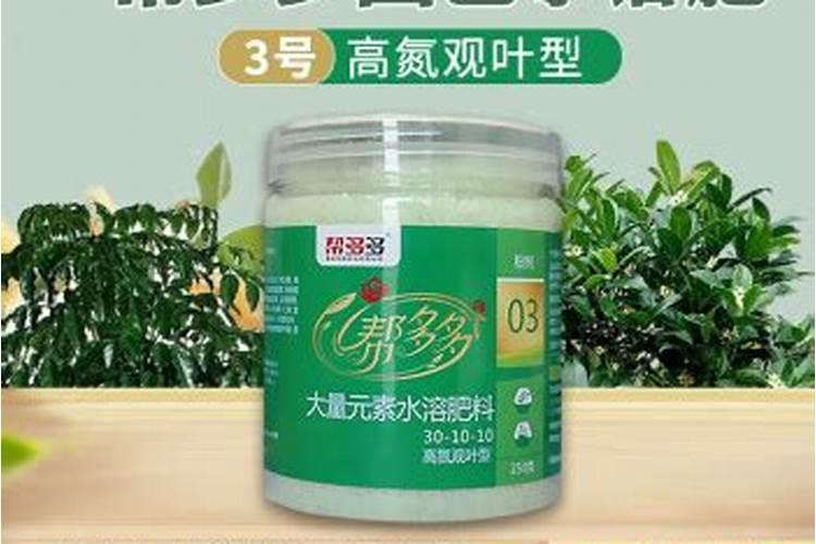 两年的杨树怎么施肥