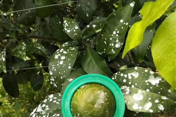 用什么药物能使柑橘快速彭大？