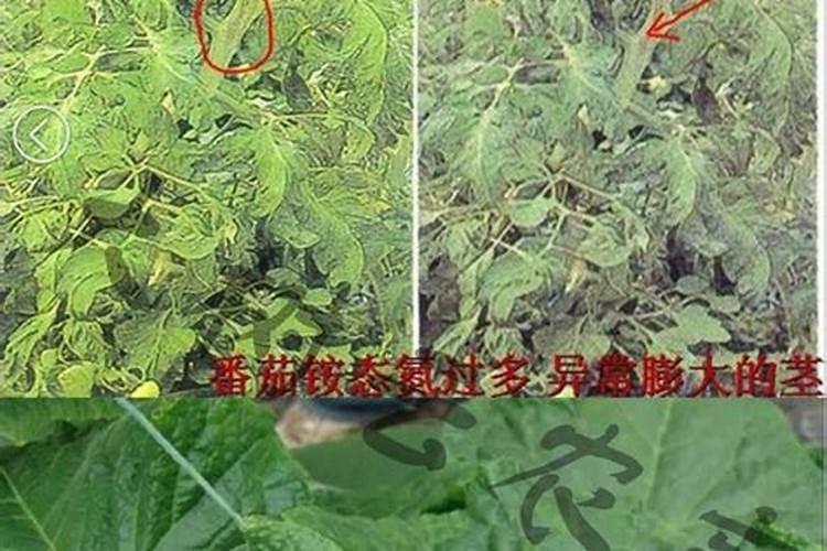 生姜白糖醋泡水能浇君子兰吗