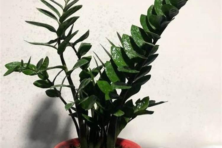 百合花可以水培养吗