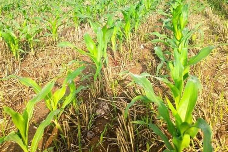 大豆用什么肥料追肥