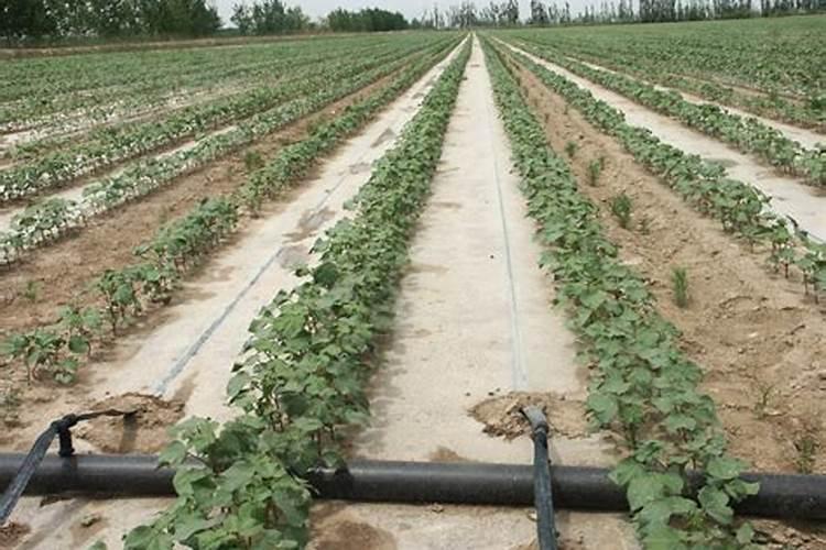 棉花种植方法和步骤