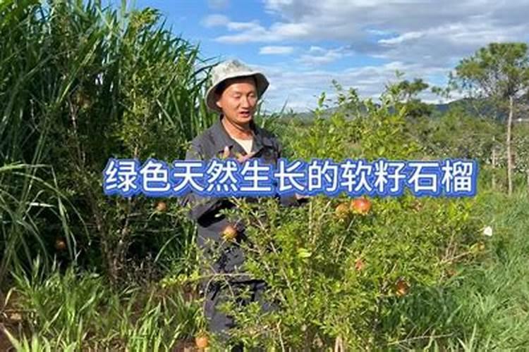 韭菜根移栽要剪根须吗 为什么种韭菜的时候要剪根