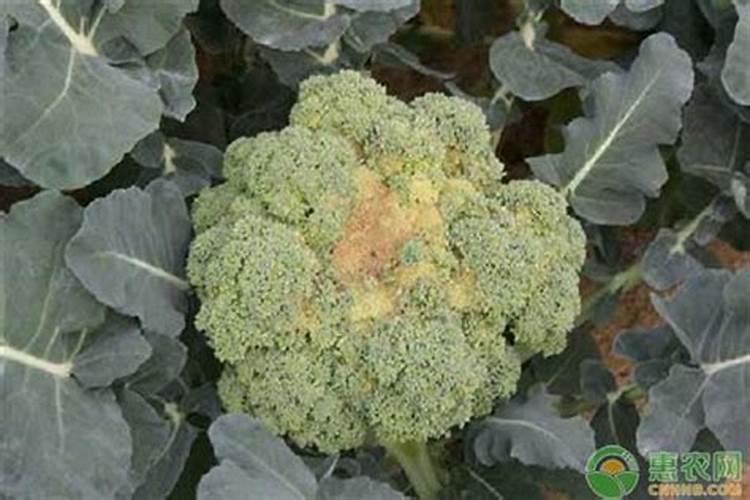 三角梅插枝的养殖方法