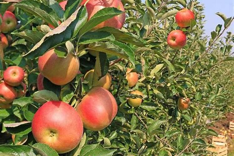 小麦叶面肥什么牌子最好