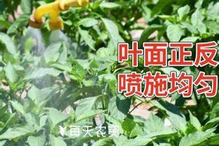 观叶植物用什么叶面肥,怎么施肥