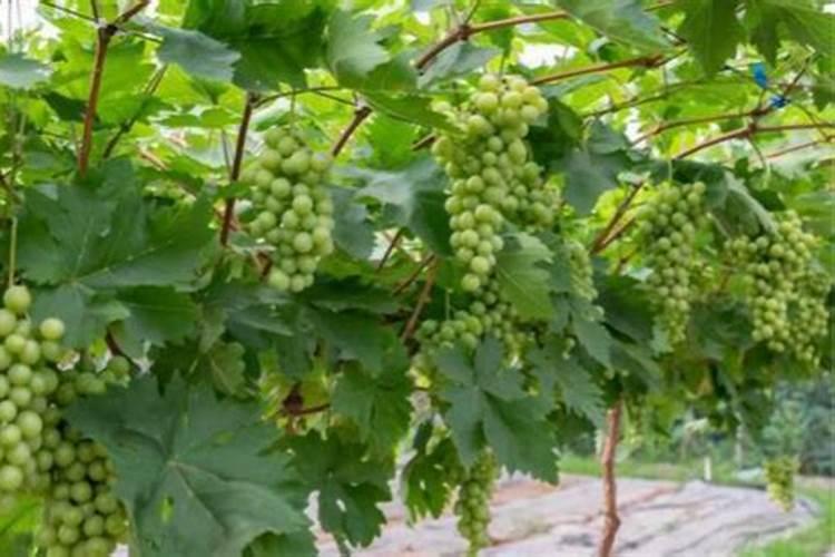 蔷薇从发芽到开花需要多久