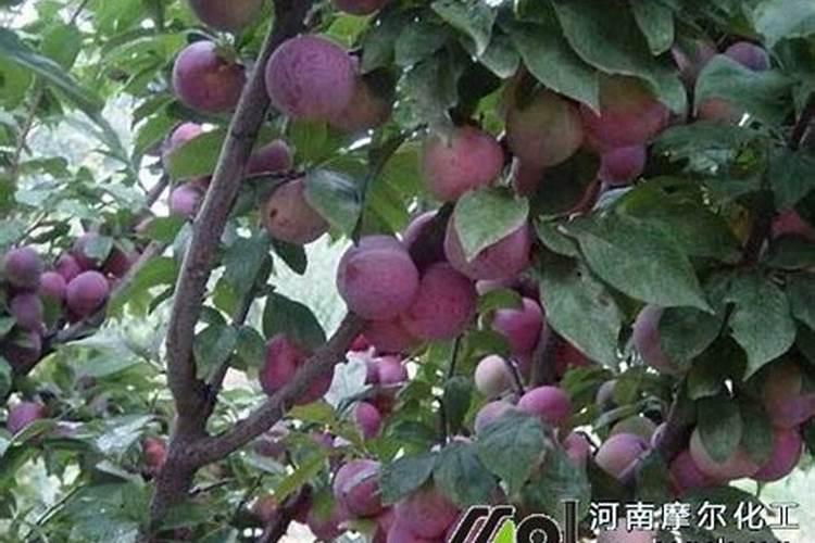 香菜种植施肥方法