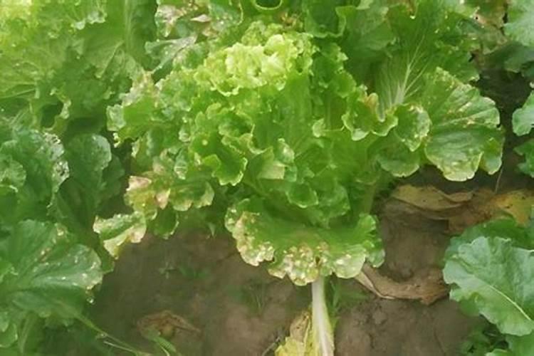 大白菜各个生长阶段如何进行水肥管理？