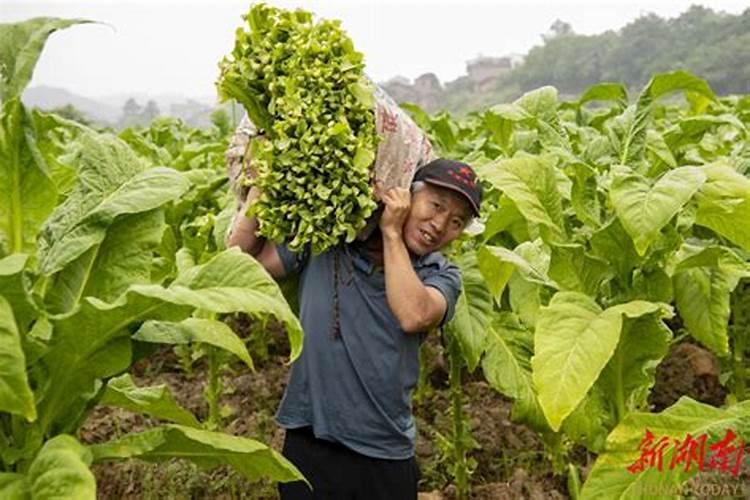 种柑橘用什么肥料最好