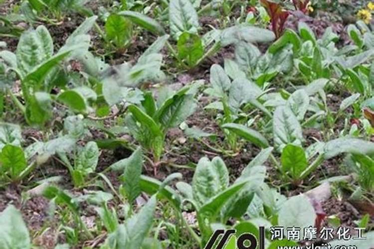 冲施肥泡时间长好不好