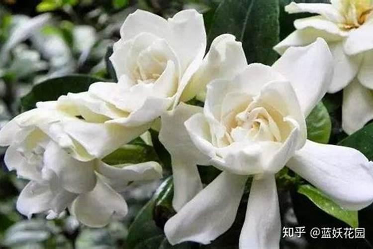 辣椒的氮磷钾吸收比例？