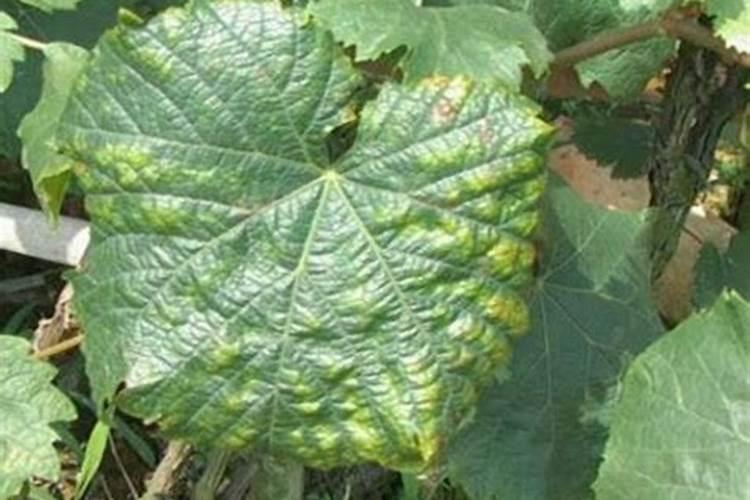 广西百香果 百香果怎么吃 分享一道百香果云