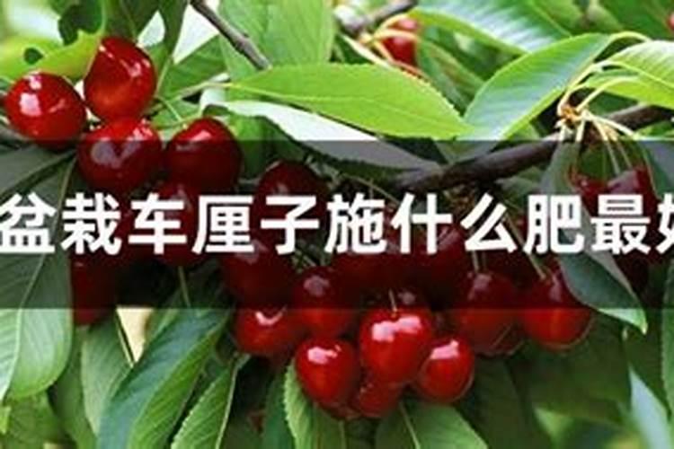 种植辣椒可以用天清微量元素预防病虫害吗？