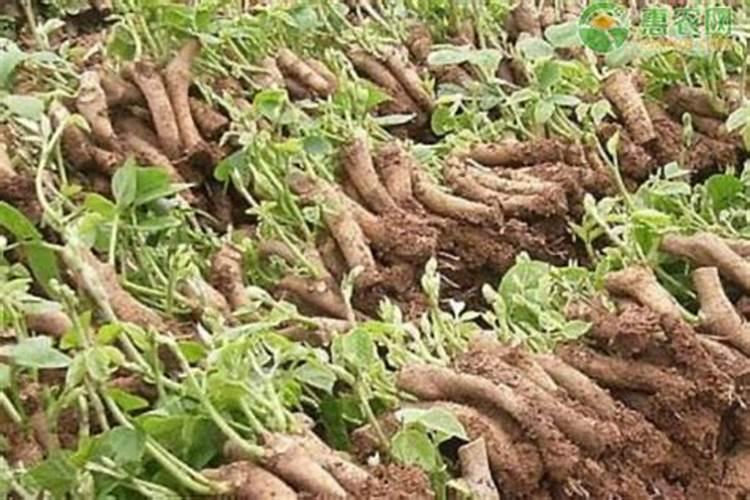 葛根种植能用复合肥直接浇灌根部吗？