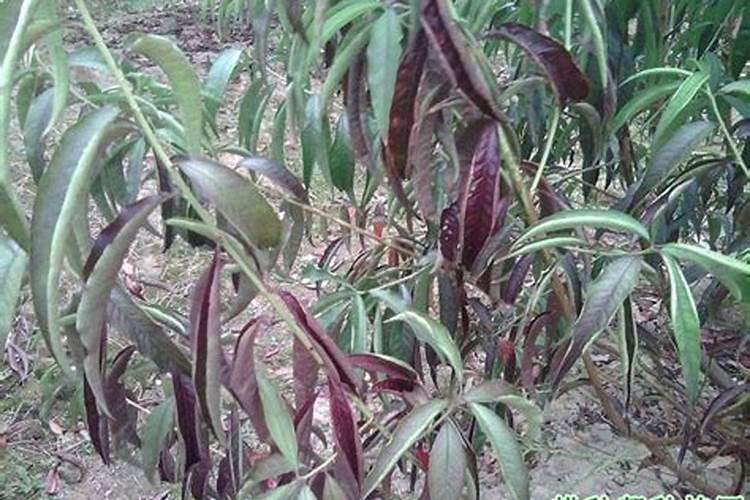 水稻缺磷有什么症状 水稻缺磷怎么办