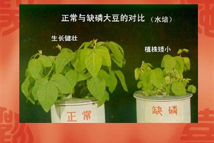什么是磷肥 磷肥是什么