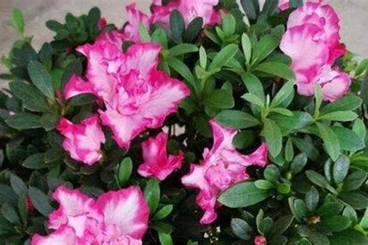 农业上常用的化肥“碳铵”的主要成分是碳酸氢铵(NH4HCO3),下列说法...