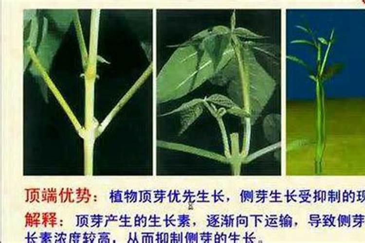 促进植物生根的方法是什么？