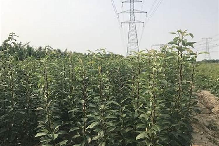 咸豆浆酱油和醋的比例是多少啊？