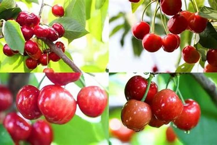 什么肥料可以提高柚子果子大小