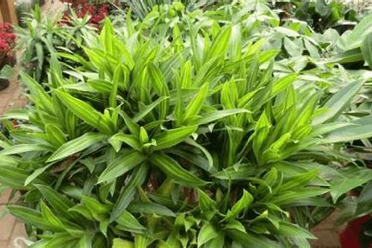 苹果树6月份施什么肥