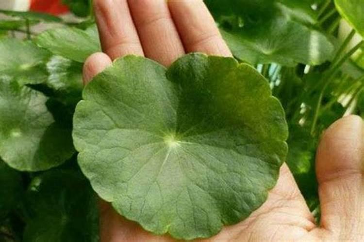 用什么水浇植物叶子绿