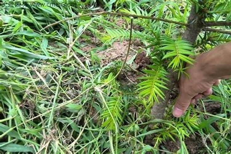 榴莲喜阴还是喜阳