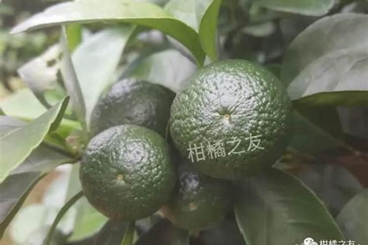 玉米没出苗浇水吗,出苗多久才能施第一次肥