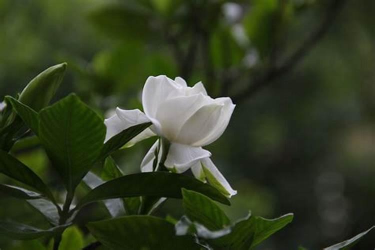 草莓结果期喷什么叶面肥结果多？草莓座果期专用叶面肥？