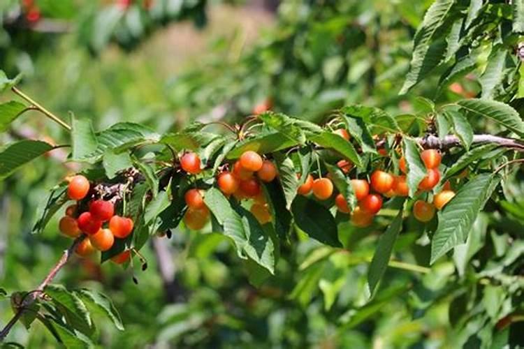 草莓果实膨大期是什么时候？用什么肥料结果多？打什么叶面肥能够提高坐果...