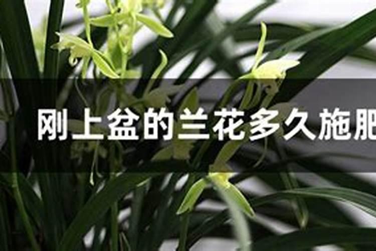 刚上盆的兰花多久施肥