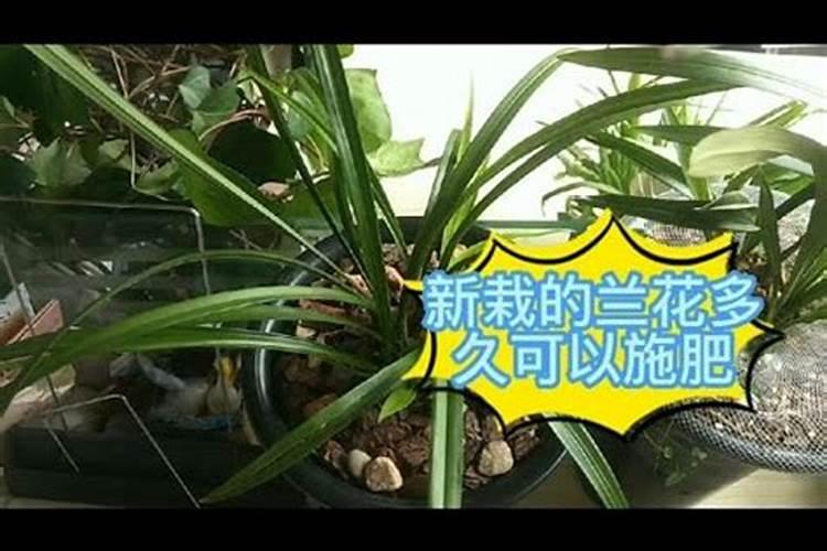 新上盆的兰花多久可以施肥 用什么肥料合适