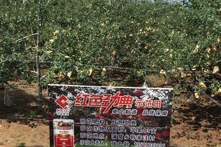 苹果树10月份施什么肥 苹果树10月施什么肥