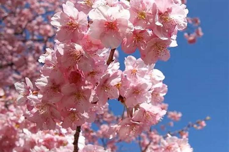 樱花怎么施肥